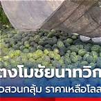 ข่าวแตงโม